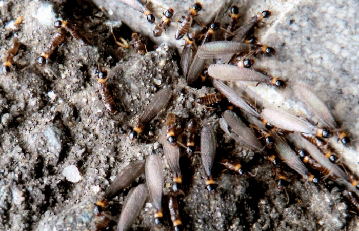 中央白蟻住宅管理ヤマトシロアリの羽アリ